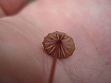 Mycena sanguinolenta image