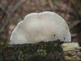 Tyromyces chioneus image