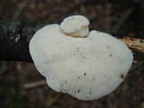 Tyromyces chioneus image