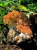 Ramaria botrytis image