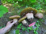 Boletus rex-veris image
