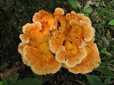 Laetiporus cincinnatus image
