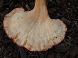 Laetiporus cincinnatus image