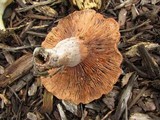 Lactarius areolatus image
