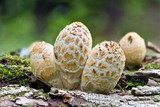 Coprinopsis variegata image