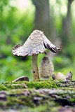 Coprinopsis variegata image
