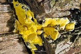 Hypocrea sulphurea image