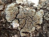 Degelia plumbea image
