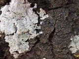 Fuscopannaria ignobilis image
