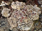 Pannaria rubiginosa image