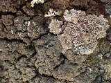 Fuscopannaria ignobilis image
