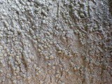 Pertusaria hemisphaerica image