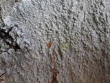 Pertusaria hemisphaerica image