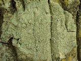 Pertusaria albescens var. albescens image