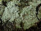 Pertusaria albescens var. albescens image