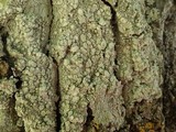 Pertusaria albescens var. albescens image