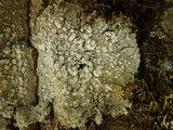 Pertusaria albescens var. albescens image