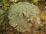 Pertusaria albescens var. albescens image