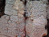 Pertusaria pertusa image