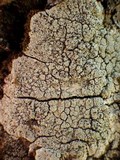 Image of Sphinctrina paramerae