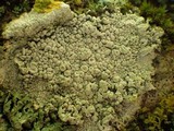 Ochrolechia parella image
