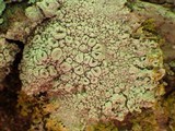 Ochrolechia parella image