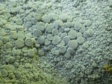 Ochrolechia parella image