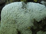 Ochrolechia parella image