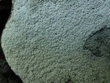 Ochrolechia parella image