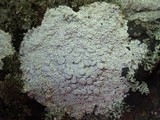 Ochrolechia parella image