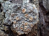 Ochrolechia tartarea image