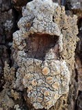 Ochrolechia tartarea image