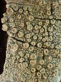 Ochrolechia parella image