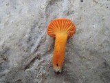 Hygrocybe miniata image