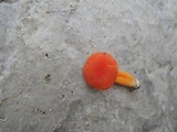 Hygrocybe miniata image