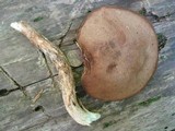 Leccinum snellii image