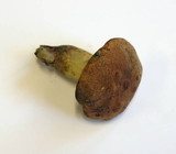 Boletus queletii image