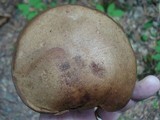 Leccinum snellii image
