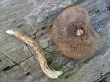 Leccinum snellii image