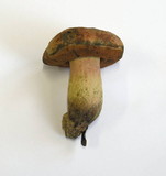 Boletus queletii image