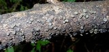 Image of Rhytidhysteron columbiense