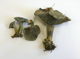 Clitocybe odora image