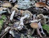 Agrocybe acericola image