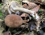 Agrocybe acericola image