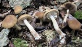 Agrocybe acericola image