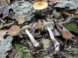 Agrocybe acericola image