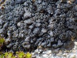 Collema tenax var. tenax image