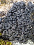 Collema tenax var. tenax image