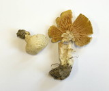 Entoloma sinuatum image