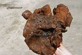 Sarcodon indurescens image